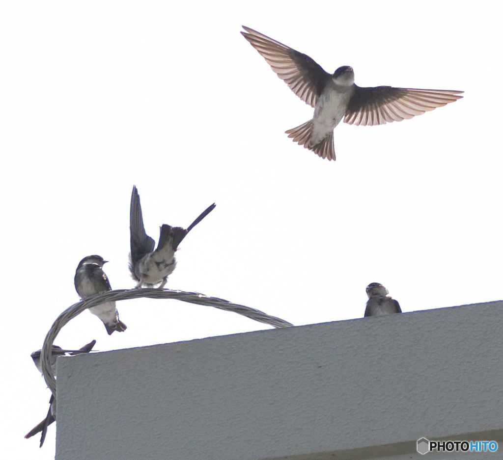 屋上のイワツバメ