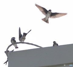 屋上のイワツバメ