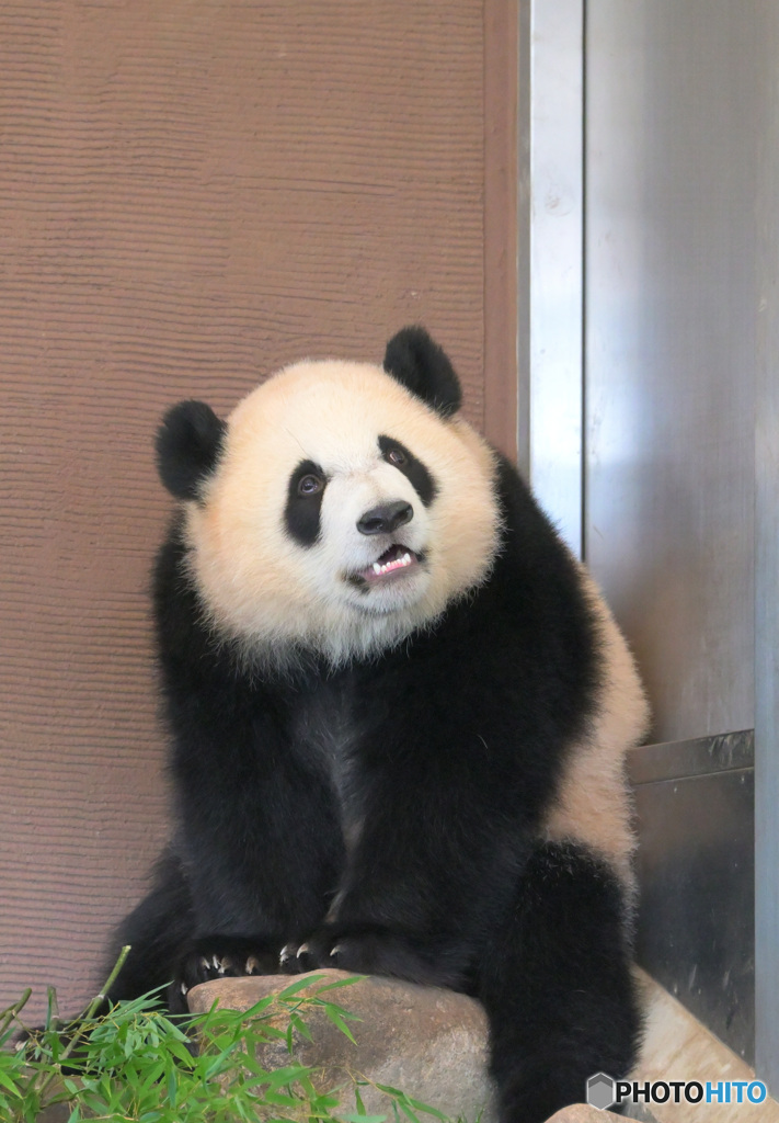 ぼんやり彩浜ちゃん