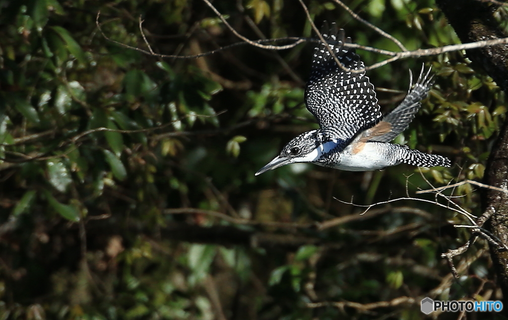 「ヤマちゃん、行きま～す」(20160312）