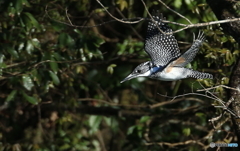 「ヤマちゃん、行きま～す」(20160312）