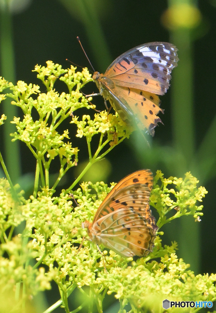 ヒョウモンチョウをダブルで