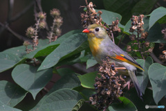 カメラ目線のソウシチョウ
