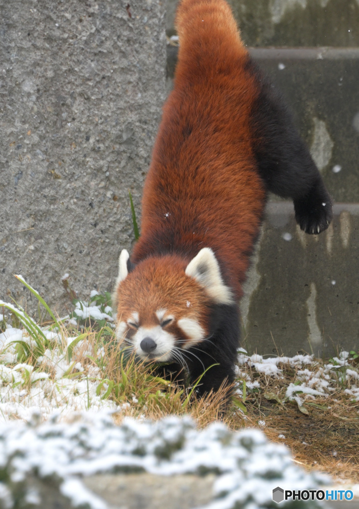 雪にレッサーパンダ②