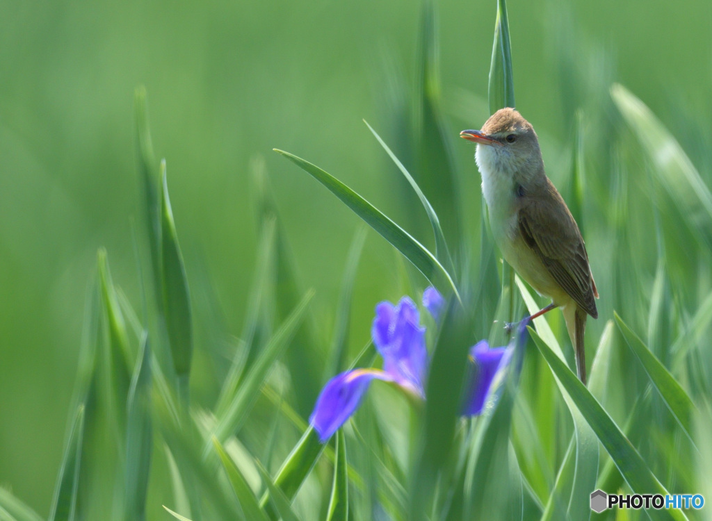花菖蒲にオオヨシキリ㉔