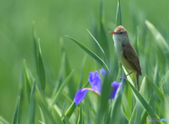 花菖蒲にオオヨシキリ㉔
