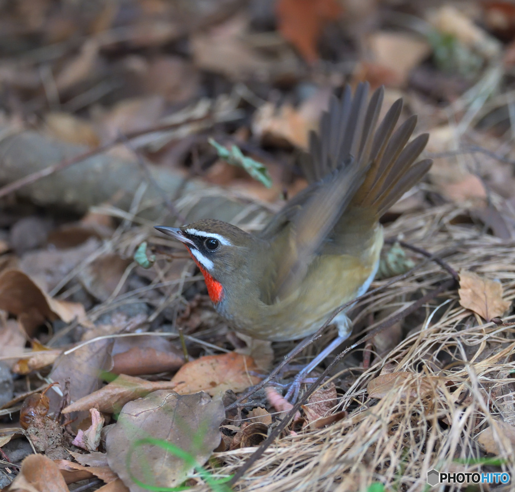 元気なノゴマ君