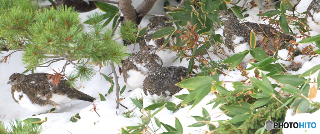 ライチョウの若鳥たち