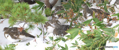 ライチョウの若鳥たち