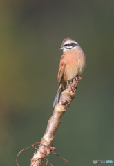 ホオジロのポートレート