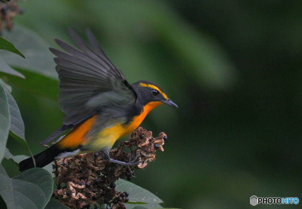 キビタキ君の飛び出し