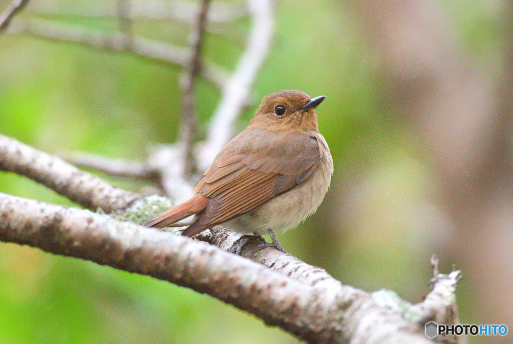 オオルリのお嬢さん