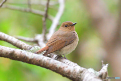 オオルリのお嬢さん