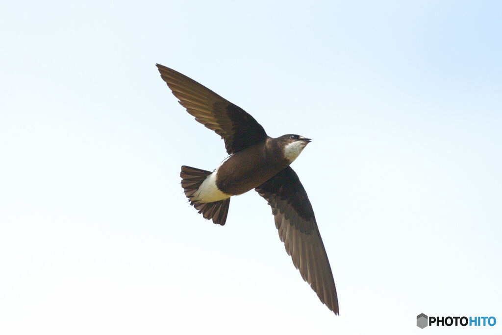 ハリオアマツバメ⑦