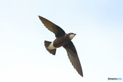 ハリオアマツバメ⑦ ハリオアマツバメ⑦