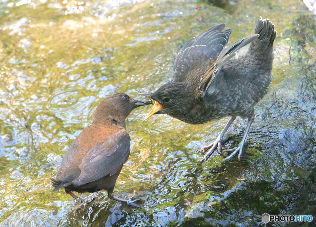 カワガラスの親子②