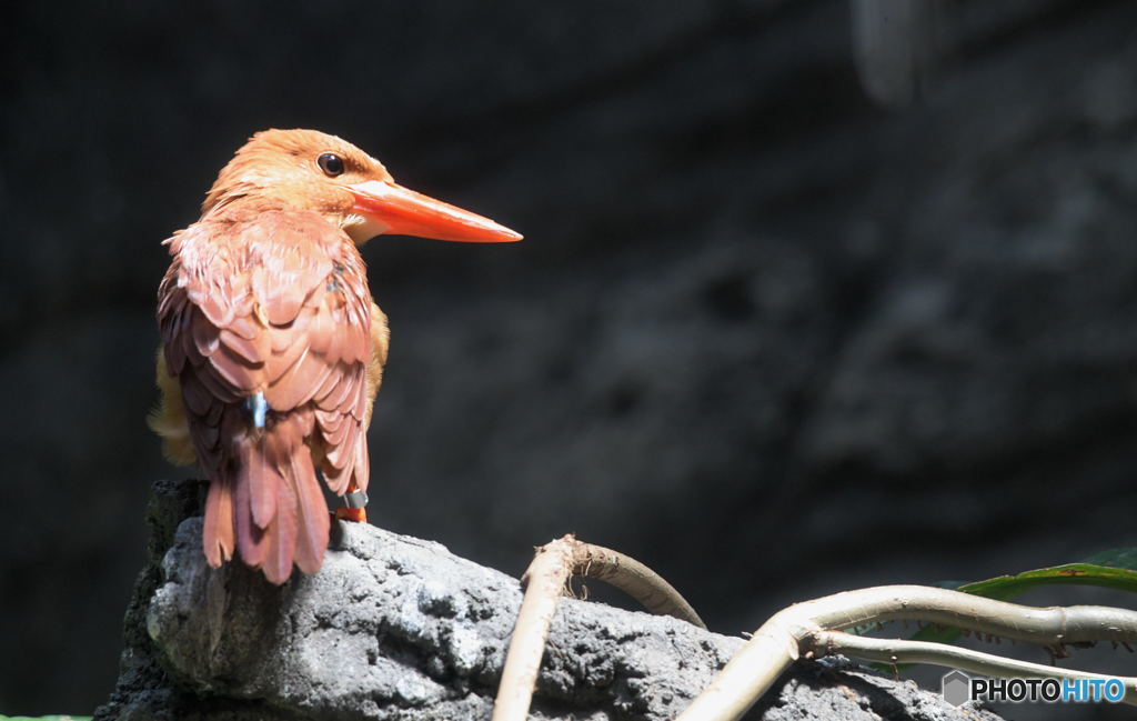 上野のアカショウビン