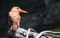 上野のアカショウビン