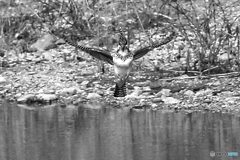 ヤマセミさんのホバリング