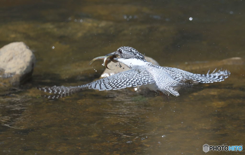 お魚２つゲット！