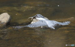 お魚２つゲット！