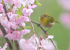 枝垂桜にメジロ④