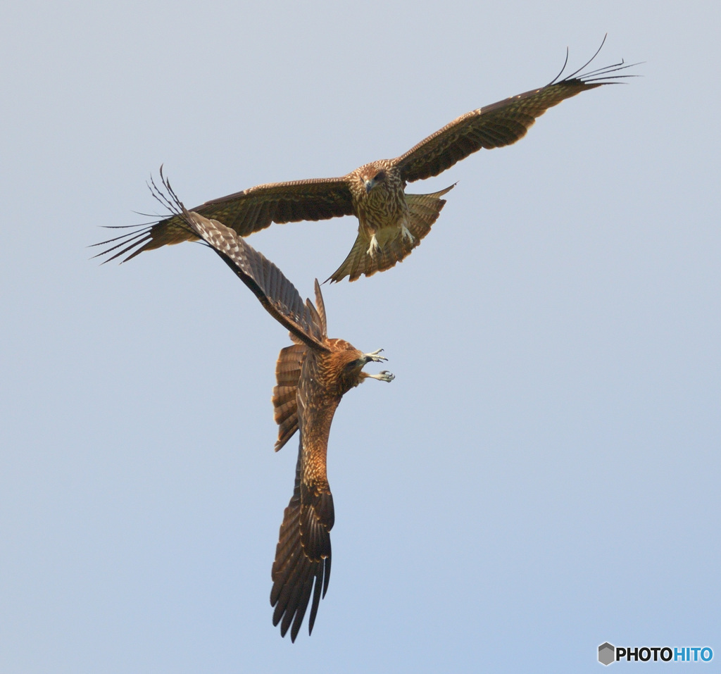 鳶のバトル