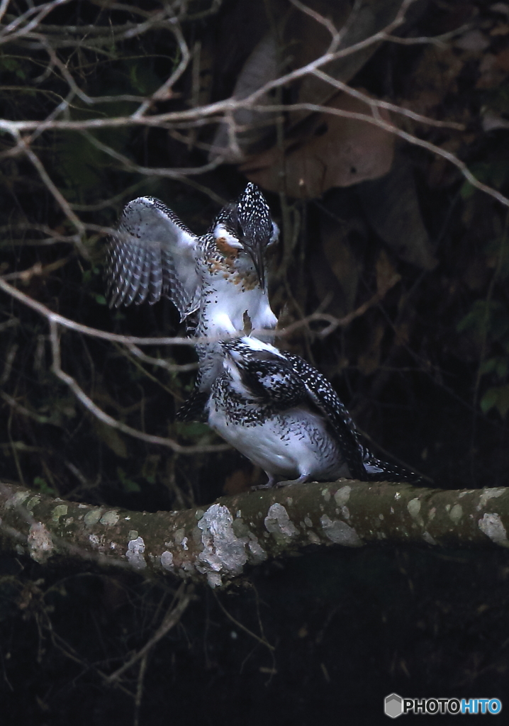 デリカシーの無いオス