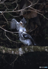 デリカシーの無いオス