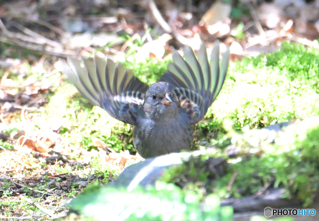 3月のクロジさん