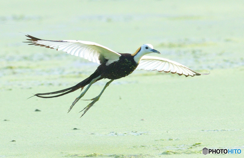 初めてのレンカク⑤