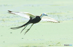 初めてのレンカク⑤