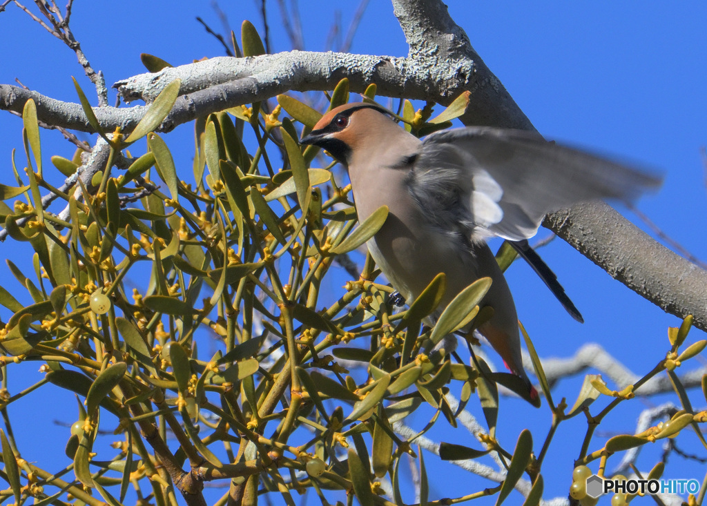 本日のヒレンジャク