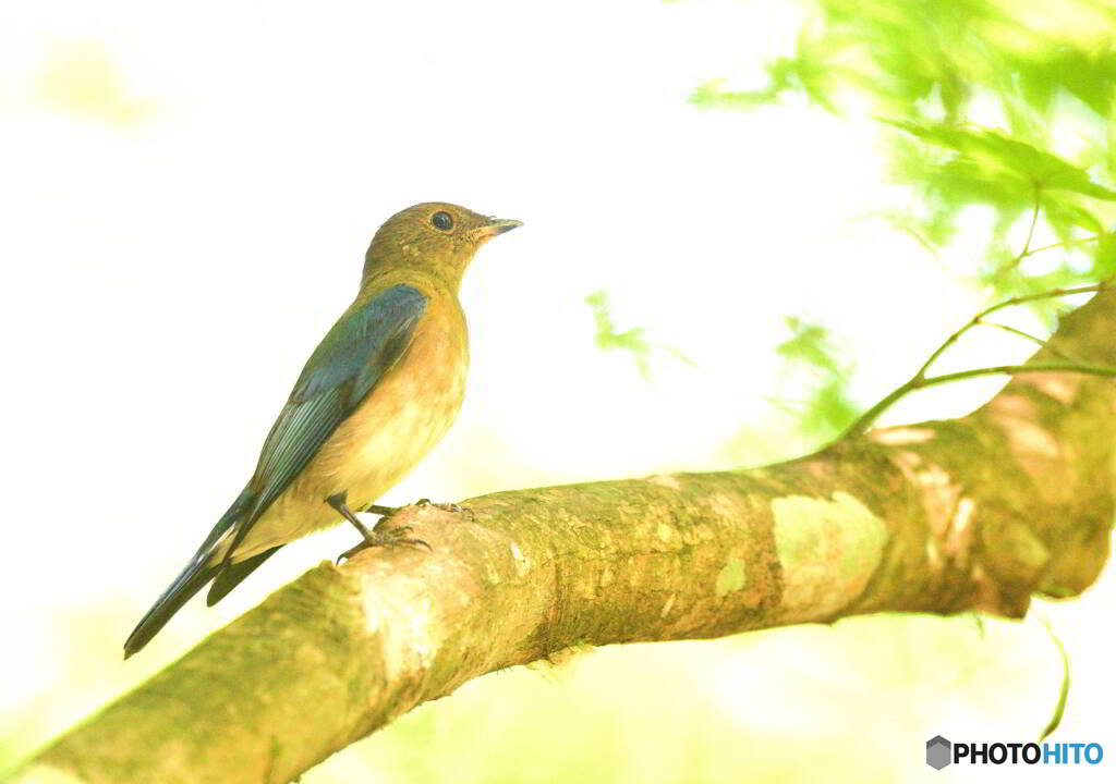 オオルリの若♂④