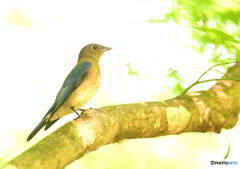 オオルリの若♂④