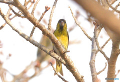 カメラ目線のマヒワさん