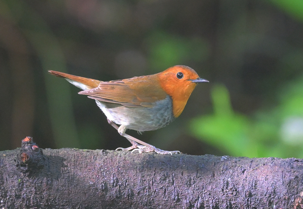 本日のコマドリ君