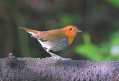 本日のコマドリ君