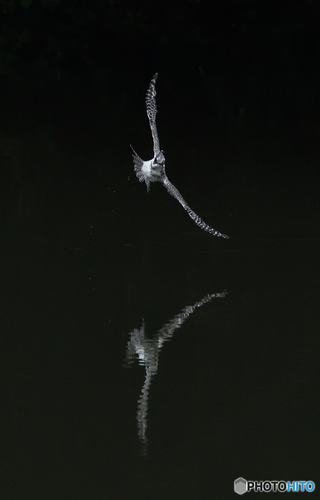 うわっ、こっち来た！( ﾟДﾟ)