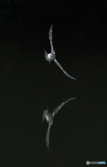 うわっ、こっち来た！( ﾟДﾟ)