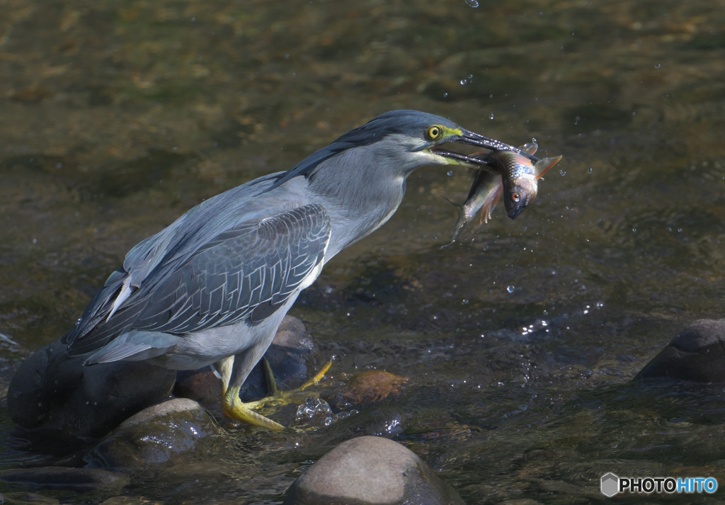 ササゴイにオイカワ