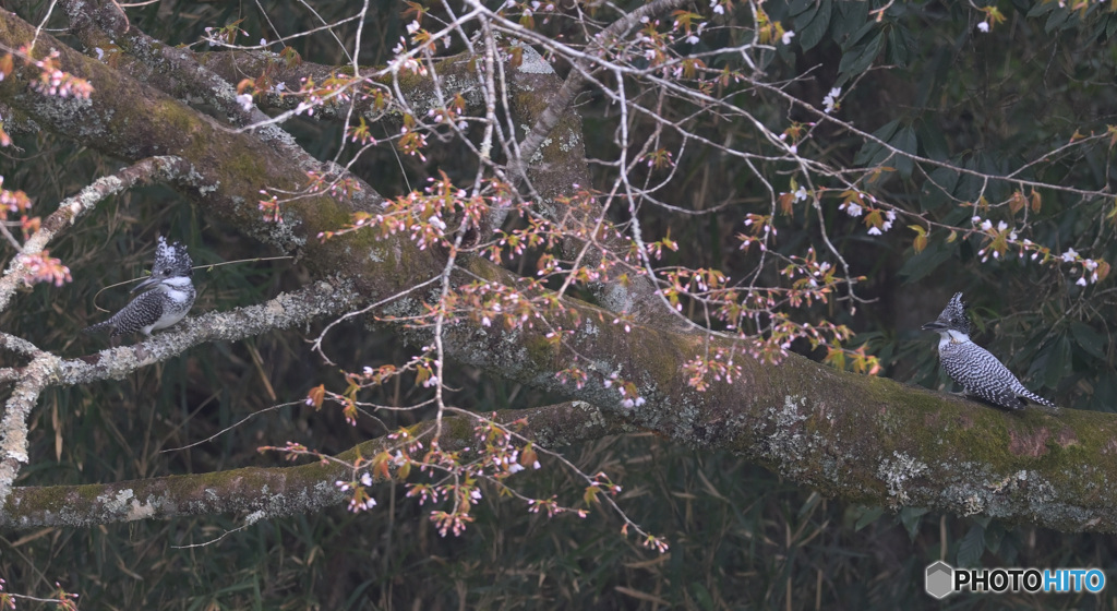 山桜で逢引き