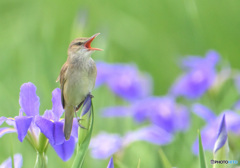 在庫のオオヨシキリ⑰