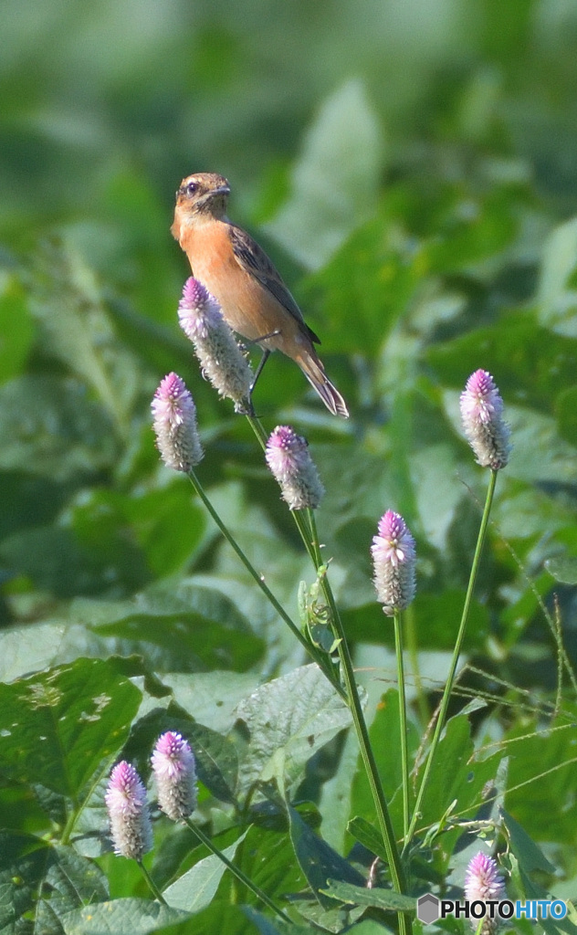 野鶏頭にノビタキⅣ