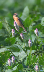 野鶏頭にノビタキⅣ