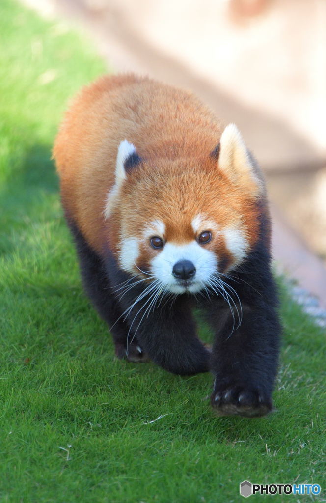 駆け寄るレッサーパンダ
