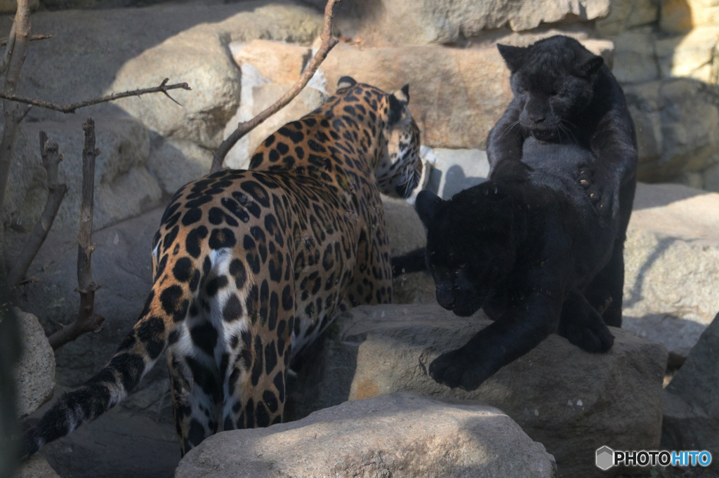 ジャガーの親子Ⅱ