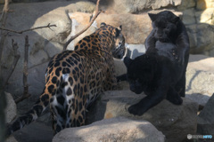 ジャガーの親子Ⅱ