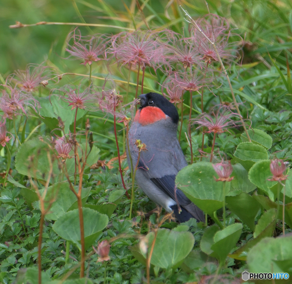 チングルマにウソ♂⑦