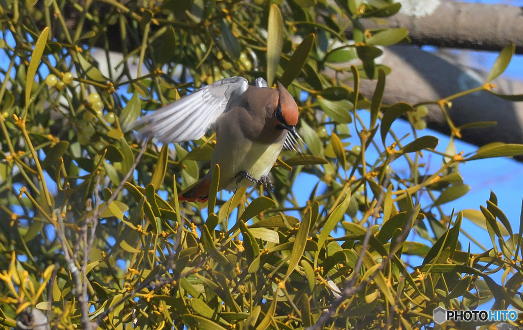 エンジェルポーズのヒレンジャク